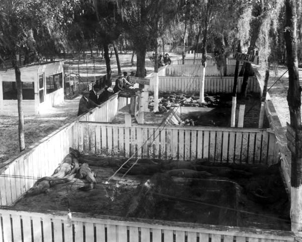 Tourists visiting an alligator farm in Tampa, FL, at the onset of the 1920 s.