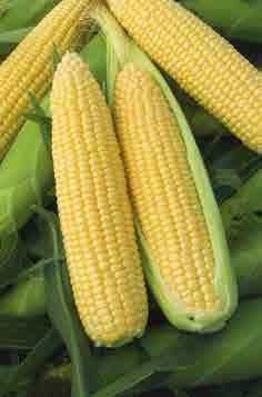 Corn and