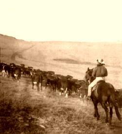 The Long Drive: The overland transport of animals usually lasted about three months. One Cowboy to every 250-300 heads of cattle.