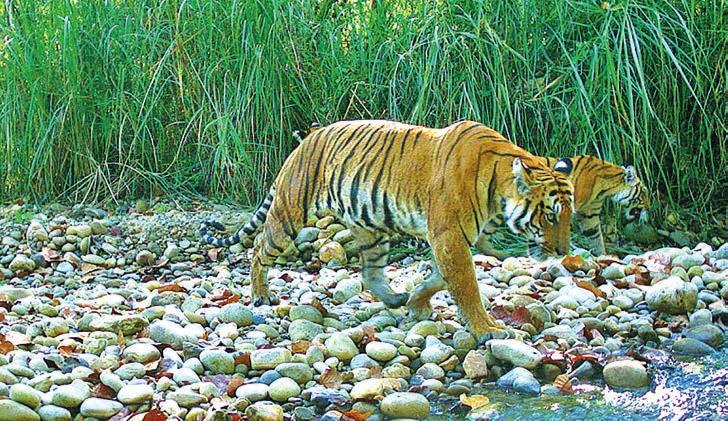 Tiger population nearly doubles in Nepal The wild tiger population in Nepal was counted as 235 in a survey carried out this year, double that in 2009.