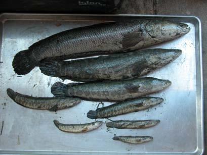 Project Statement Need: Northern Snakehead, native to parts of China, Russia, and Korea, is considered an injurious invasive species in the United States (USFWS).