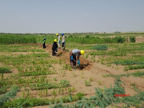 Cash for Work: building resilience Established in 2008 to respond to the global food crisis.