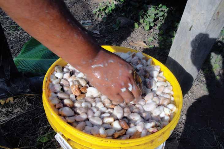 65 A woman removes impurities from cacao beans.