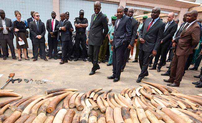 the confiscation of 478 kg ivory, over half a ton of pangolin scales, four illegal handguns, leopard parts, 7 cutting and carving machines and more contraband.