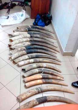 Gabon AALF 4 traffickers arrested with 16 tusks.