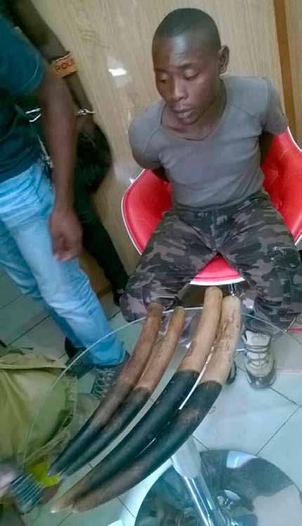3 ivory traffickers arrested in an attempt to sell 2 tusks in the North of the country. Malian nationality, were arrested in the act when they tried to sell the tusks.