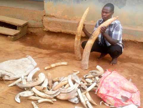 2 ivory traffickers were prosecuted and sentenced to 1 year in jail. They were arrested in September 2017 with 4 tusks.