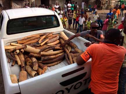A trafficker, arrested in July with one okapi skin and 4 ivory tusks, was sentenced to 10 months in jail.