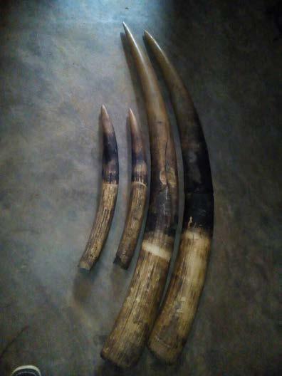 He used his bar not only for selling drinks but as a cover for wildlife trafficking. 3 traffickers, one of them former army officer, arrested in Congo with 4 tusks, one of them a DRC national.