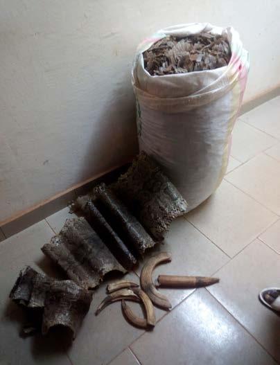 Cameroon LAGA A trafficker arrested in front of his bar with 40 kg of pangolin scales, 6 hippo teeth and 2 boa skins.