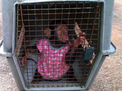 A baby chimp was rescued in Guinea in November. The traffickers smuggled the baby from Sierra Leone, they bribed the custom officers on the border to traffic the chimp smoothly.