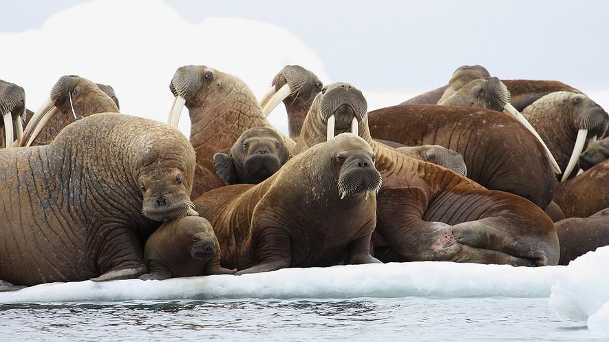 Obama bans oil and gas drilling in Arctic, Atlantic waters By Associated Press, adapted by Newsela staff on 12.23.