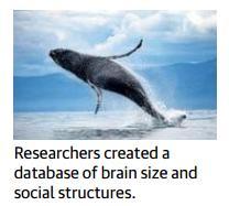 Page-18- Whale behaviour linked to brain size Cetaceans whales and dolphins are among the brainiest of beings.