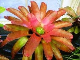 Bromeliad Guild of Tampa Bay Newsletter February, 2015 www.