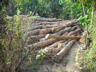 The four photos above show more logging operations carried out by Border Guard Battalion #1011 in the area of M--- and R--- villages, P--- village tract, Lu Pleh Township.