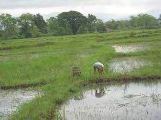These photos, taken on October 16 th 2011 in the Weh Lah Taw area, show villagers inspecting flood damage to paddy fields when water from the Sittaung River receded after three months of flooding.