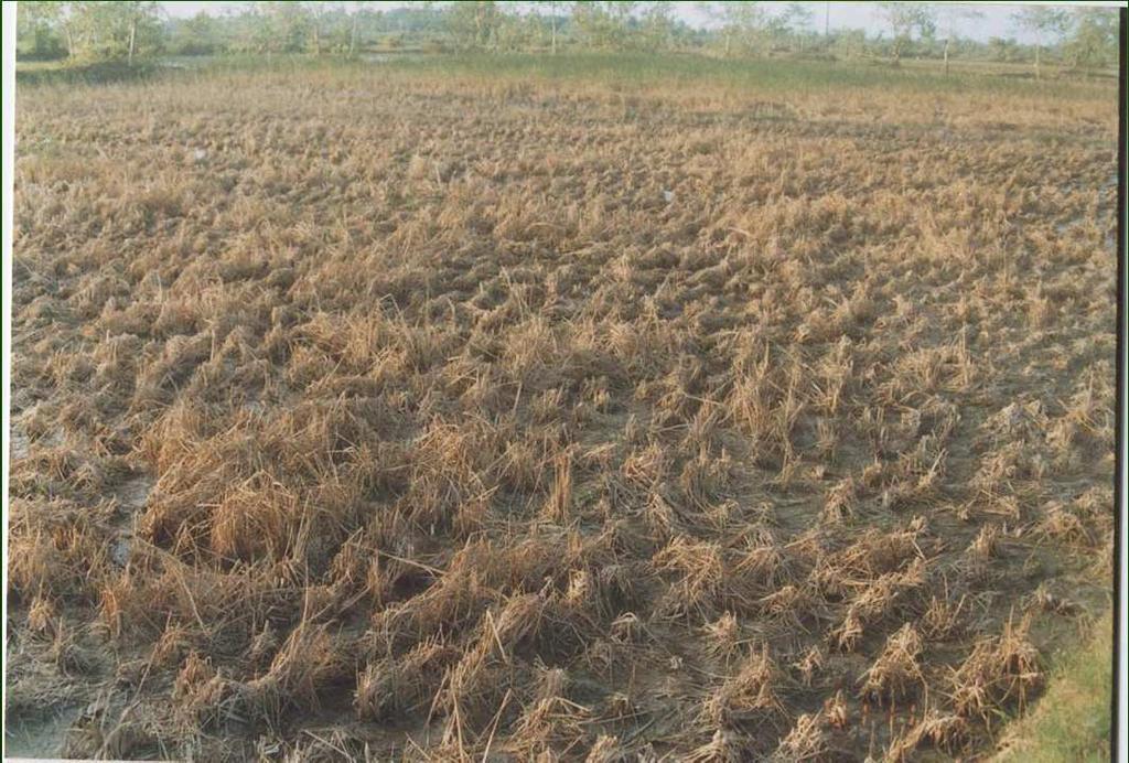 Drought Disasters In recent years, there has been an imbalance in the distribution of monsoon rainfall which has resulted in drought in some parts of the country A short dry spell of 20 to 30 days