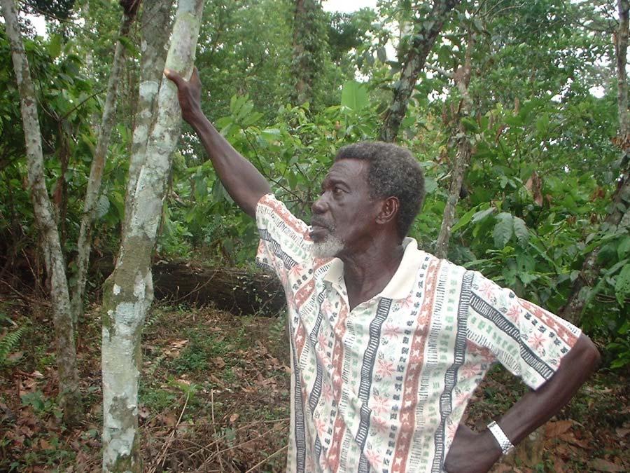 Cocoa farmers ageing for four centuries A model and its