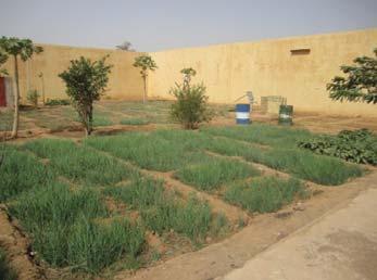 Bandiagara - of the Protection Civile Station in Douentza - Reinforcement of the Dialloubé commune repatriated and native populations resilience through gardening production - Socio-economic