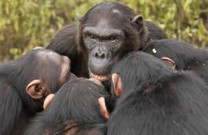 1 Adaptations for forming social alliances and coalitions are also observed in other primates.