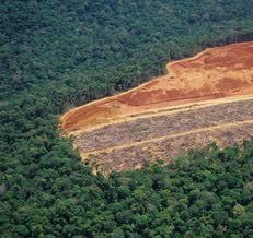 esp. tropical rain forests Caused by development/building