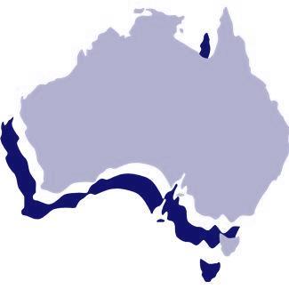 Australia: increasing ESL speaker