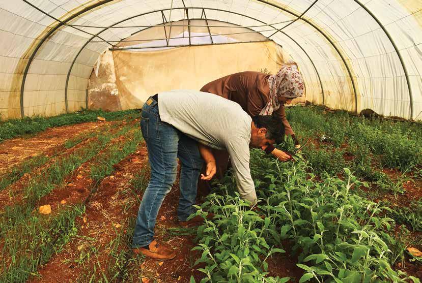 After attending a CARE workshop on managing a small business, Iftikar was inspired to submit a proposal about planting thyme and other herbs in a greenhouse.