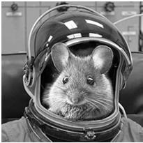 microgravity on small mammals Baker the space