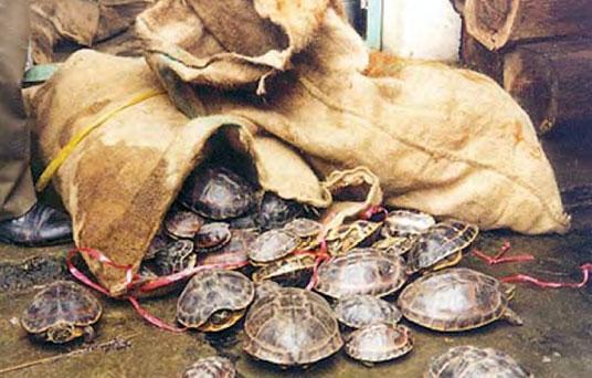 turtles seized in