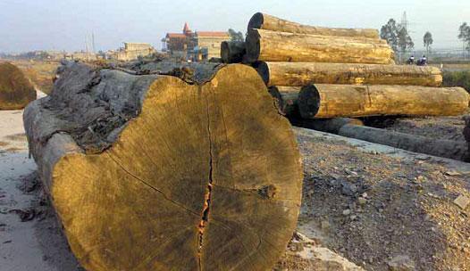 Illegal logging 8 and 10 per cent of global wood products stems from illegal logging, with annual global market value of losses estimated at over USD 10 billion (UNODC, June 2010).