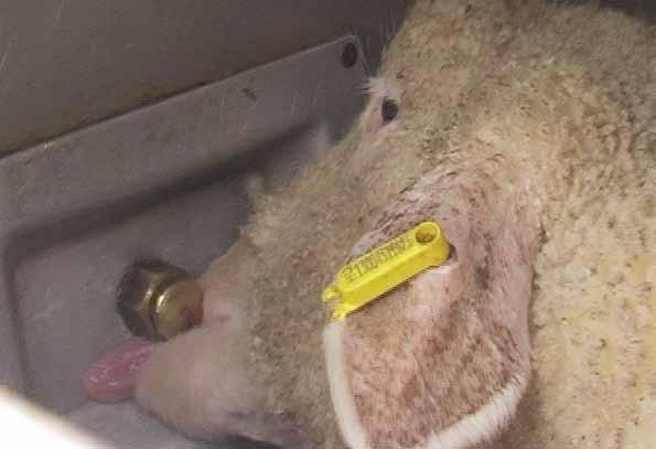 Unsuitable spray nipple. The lambs are unable to apply the necessary pressure on the button in order to release water. Long distance transport from Hungary to Turkey.
