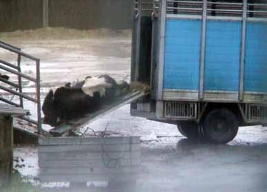 2014 the transport of unfit bovine animals to slaughterhouses is a major problem ( ) sanctions are not dissuasive ( ) and resolution of this chronic issue appears some way off the existing systems of