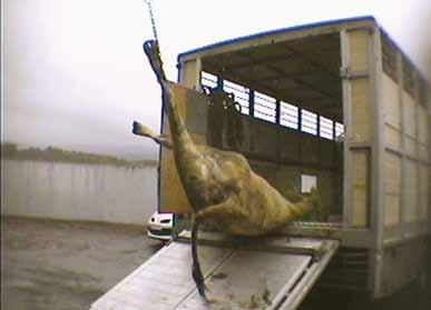 follow up action due to reasons of unfitness for transport runs to many hundreds, the audit team saw reports in slaughterhouses ( ) of animals which had suffered fractures and other injuries and