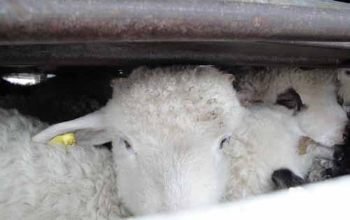 Sheep loaded in Spain.