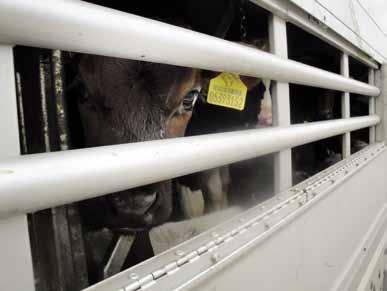 The Myth of Enforcement // EU Commission Example 2: Long distance transport of unweaned calves It is technically impossible to supply unweaned calves with adequate liquid on board the trucks since,
