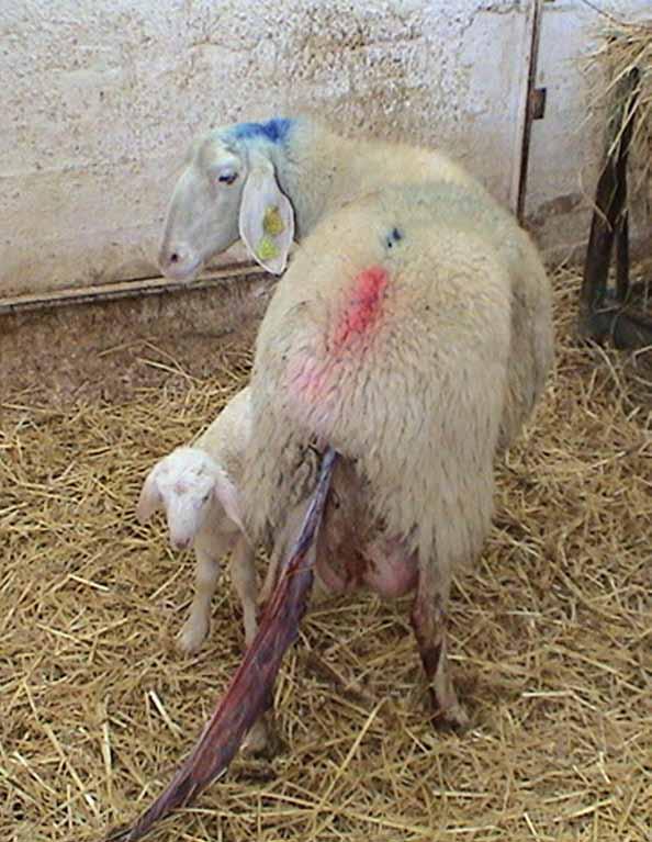 2010 Lamb born during long distance