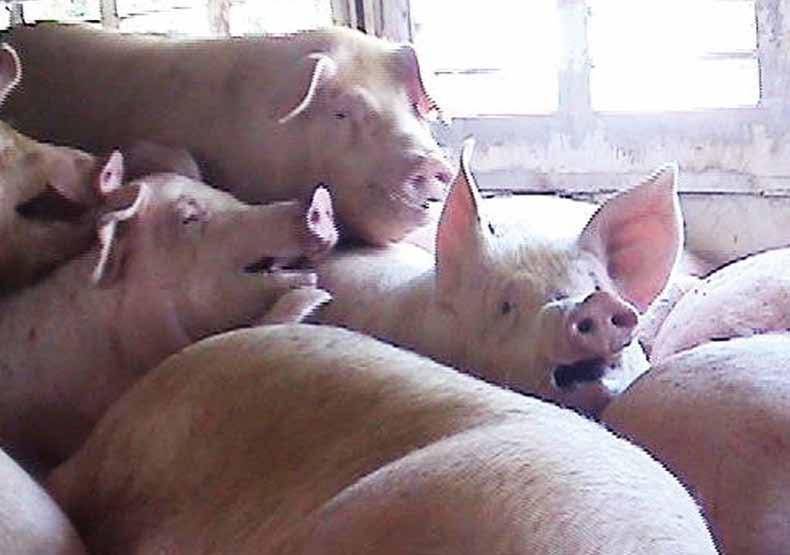 Pigs suffering from severe