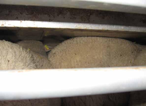 2007 Transport of lambs on