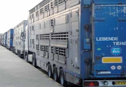 In July 2015, for example, Animals Angels trailed 3 transports of cattle originating from France to the final destination in Turkey.