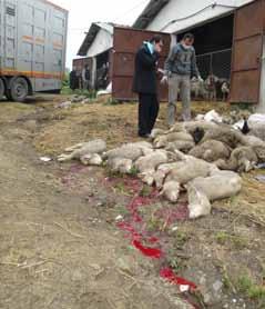 Example of a transport of lambs from the EU to