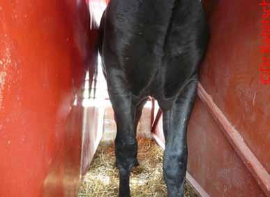 At the same time, it requires that the individual stalls in which they are transported have a width of 60 cm.