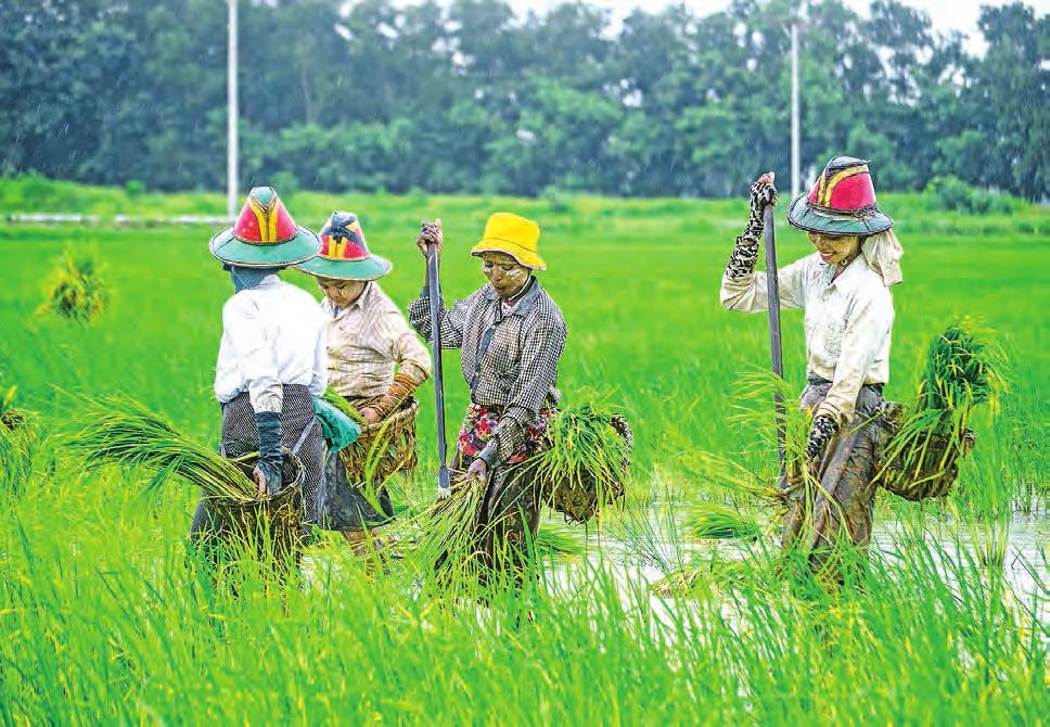 12 Over 100 new companies daily register on MyCO Farmers plant rice seedlings in a paddy field on the outskirts of Yangon.
