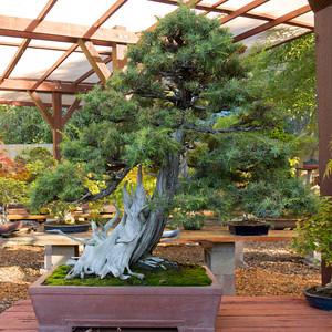 com/2015/11/03/a-visit-to-gordon-deegs-garden/ Gordon is a familiar name to Northern California bonsai enthusiasts.