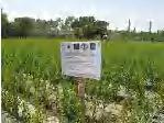 Agriculture Agriculture Rice farming project in Nangarhar by JICA National Agricultural Experiment Stations