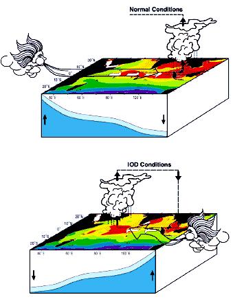 Influence of the Indian Ocean Dipole on biogeochemistry and ecology: Ø The Indian Ocean thermocline and nutricline normally shoal in the west along the equator with increased precipitation and a warm