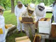 The Buzz: Bees in the News World Concern The world is waking up and concerned about the plight of honey bees!