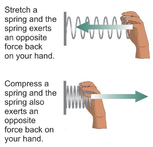5.1 Spring forces Ø The force created by a spring is proportional to the ratio of the extended or compressed length