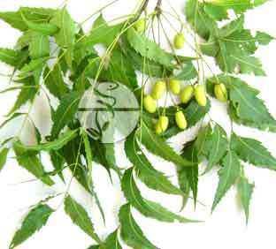 Examples ØBio India Biologicals Company exported 2000 kg of Neem Leaves (Azadirachta indica) to
