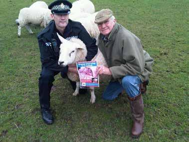 At the beginning of lambing season Dorset Police released posters with graphic images of a sheep that had been injured by a dog.