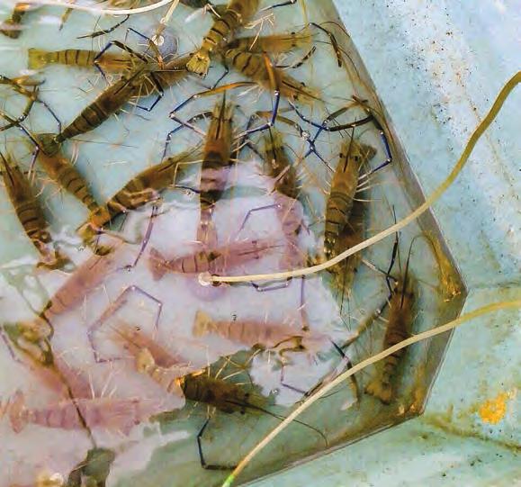 At present, there are six hatcheries that can harvest about 6 million freshwater prawn larvae every month.